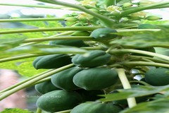 Carica papaya